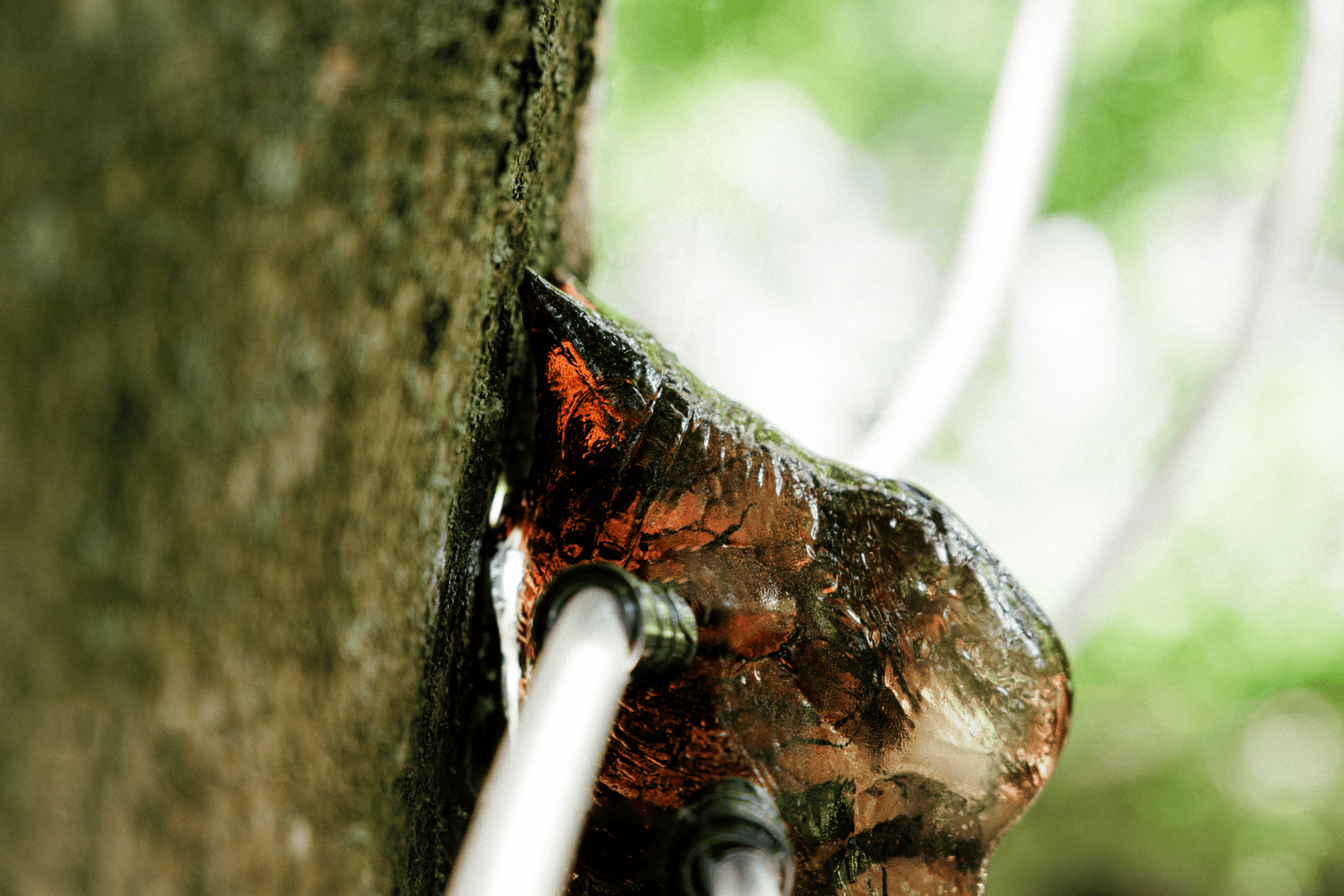 Talking Trees — 5