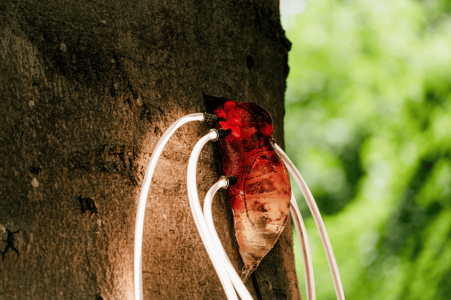 Talking Trees — 1