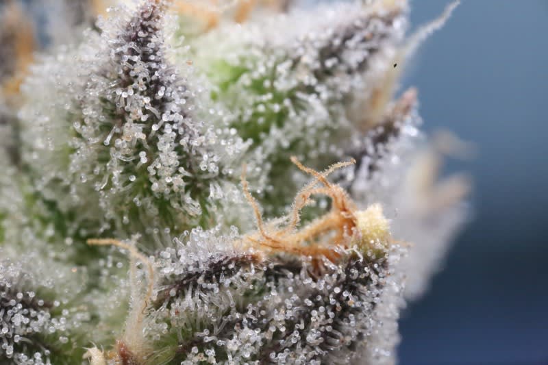 How to Choose the Best CBD Pre Rolls: 7 Expert Tips for 2026