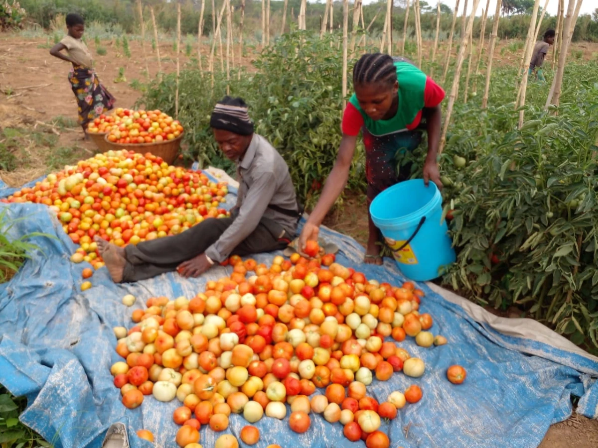 Programa de Produção de Hortícolas