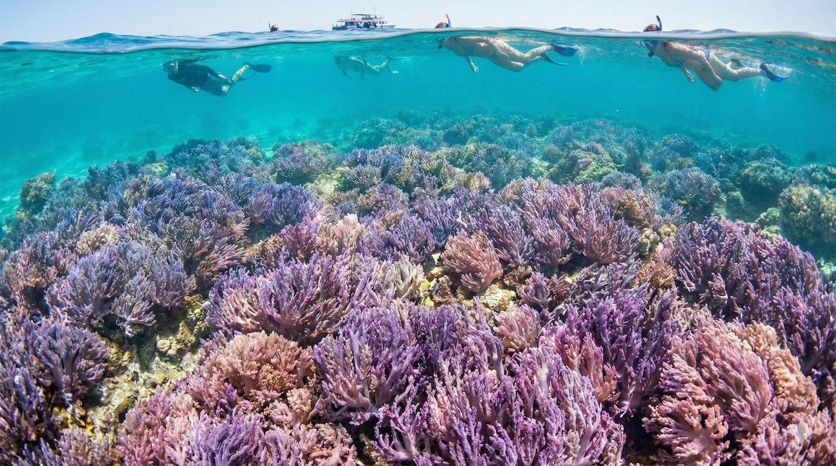 澎湖薰衣草森林浮潛攻略｜紫色珊瑚林體驗、季節與注意事項