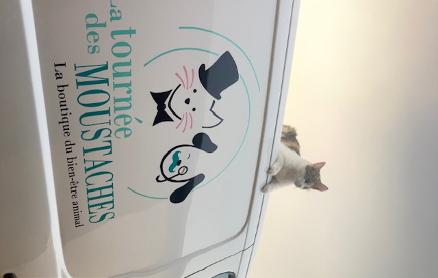 Le chat de Laurence Gueguen