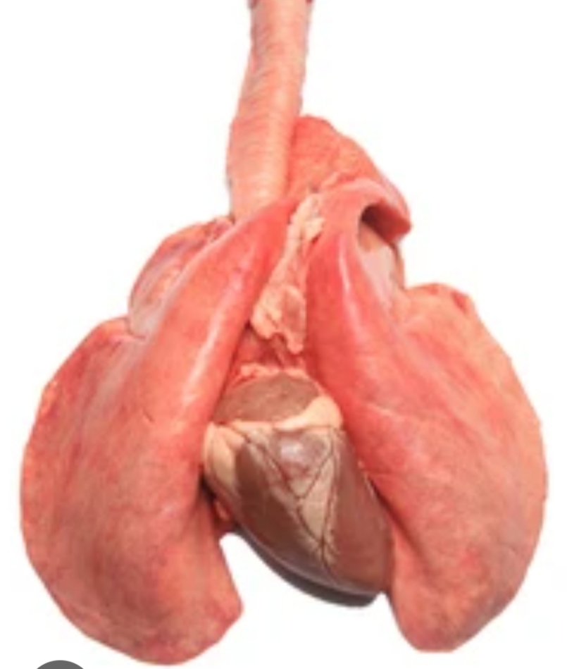Mutton Lungs