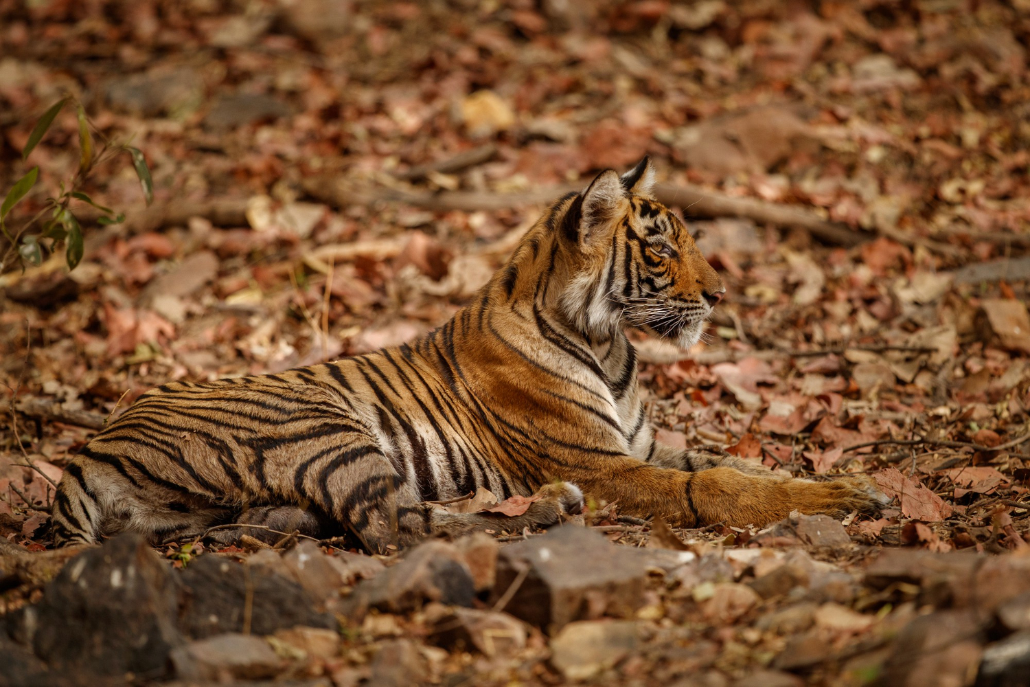 Wildlife and Nature Expedition