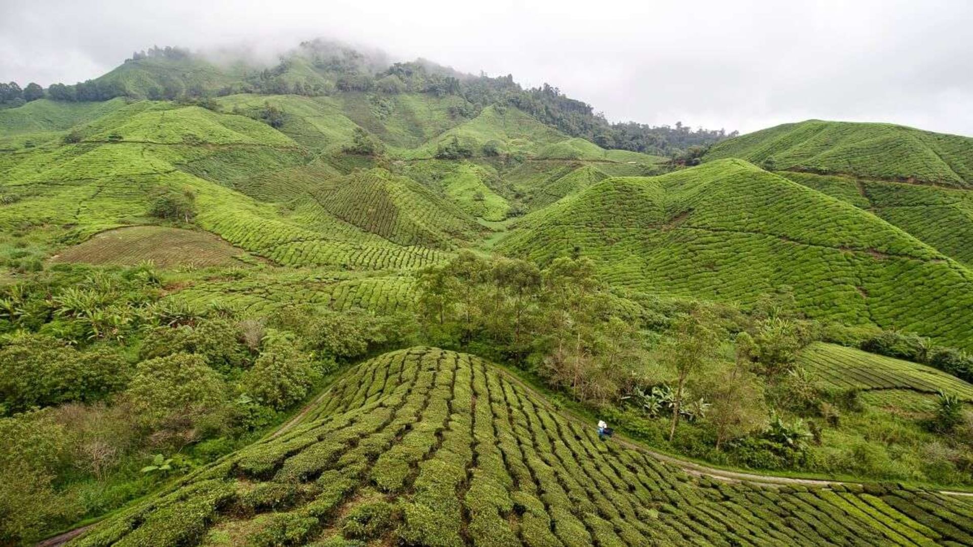 Trekking en Malaisie: les forêts tropicales du Taman Negara