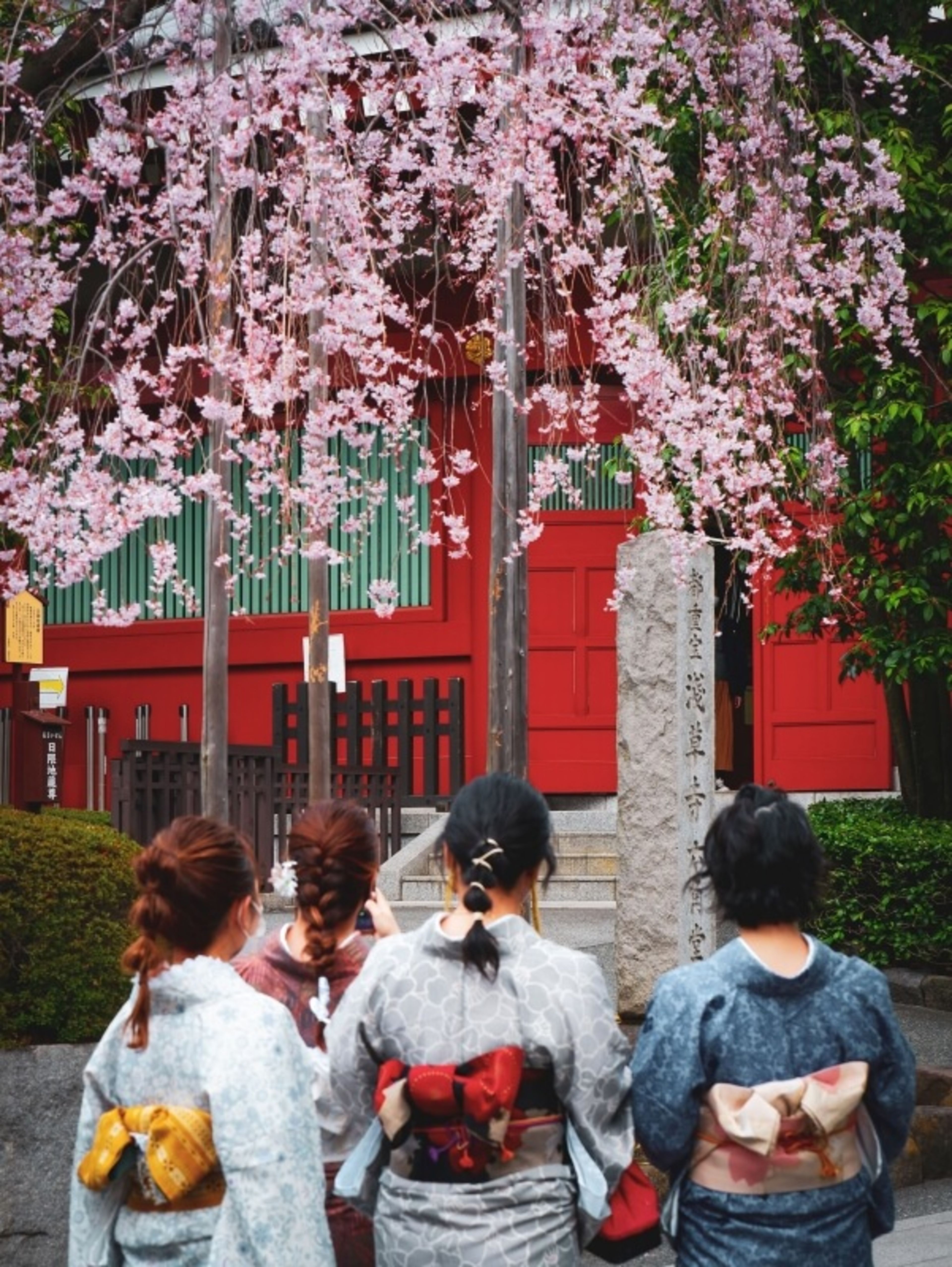 Hanami: Japan's Cherry Blossom Season for Pilgrims