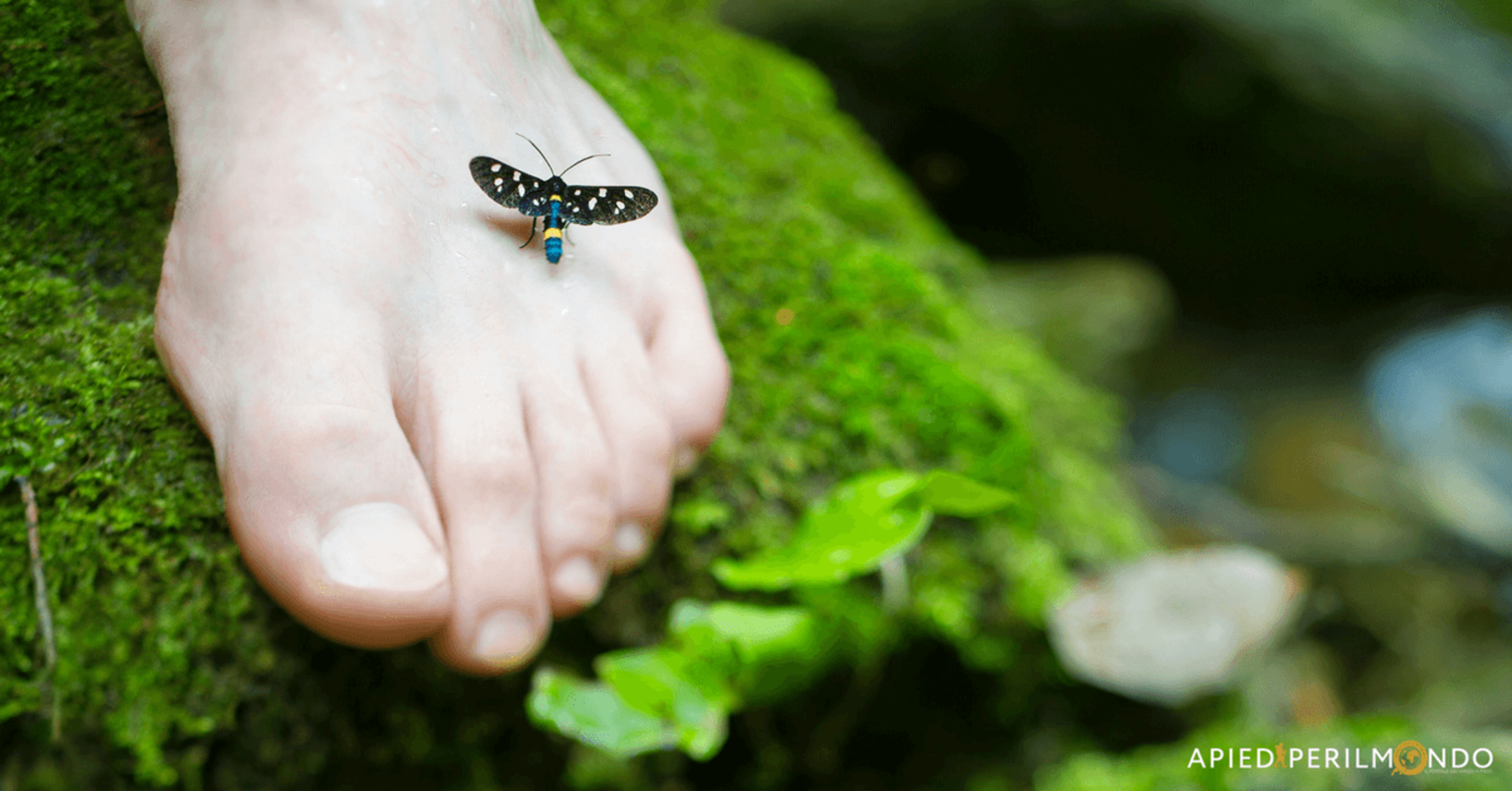 Reflexology on the Trail: Ancient Wisdom Meets Modern Wellness