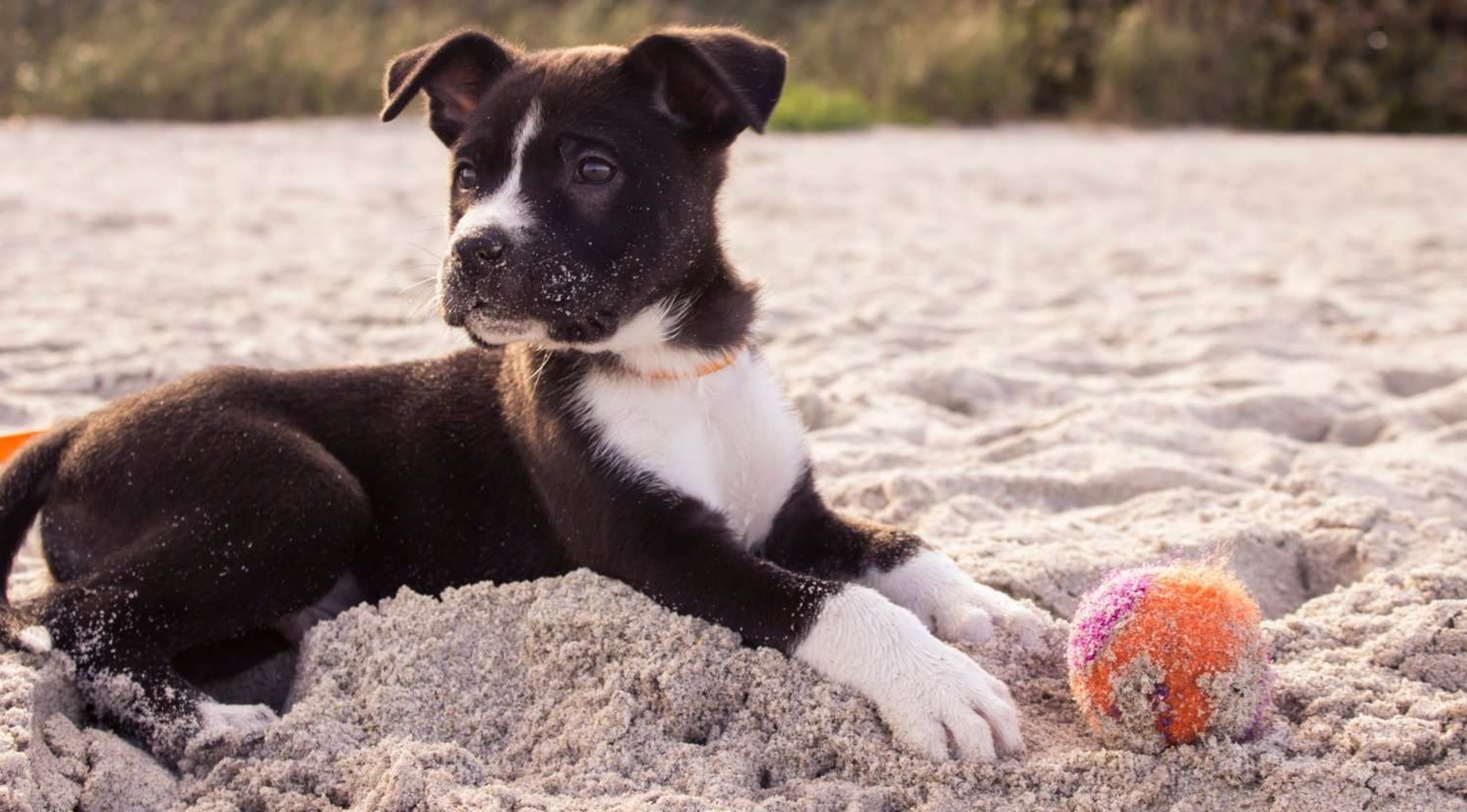 Training Your Dog for a Multi-Day Walking Adventure