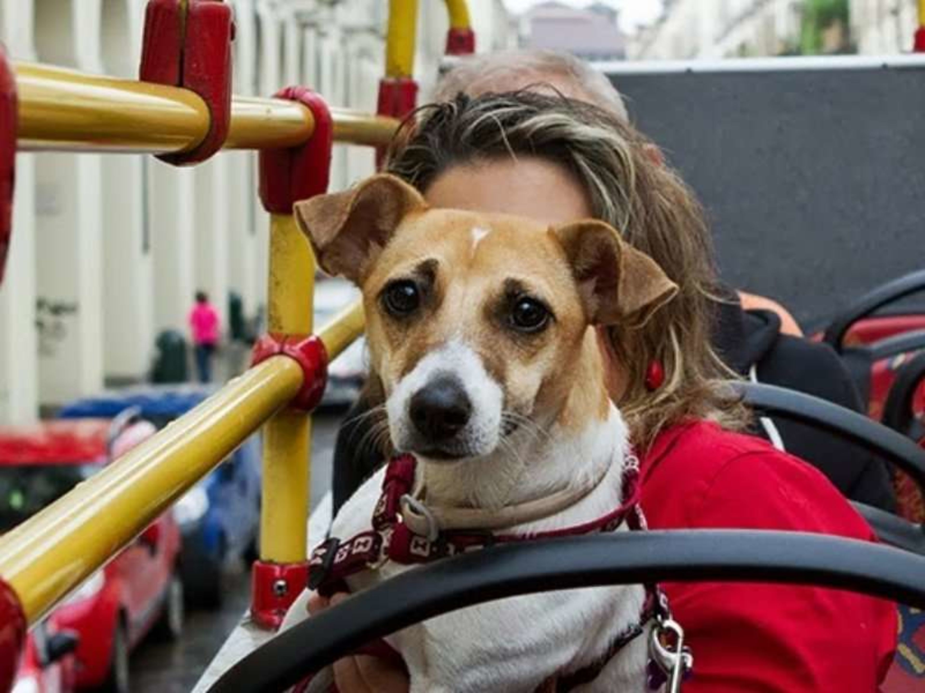 Traveling with Your Dog on Public Transport