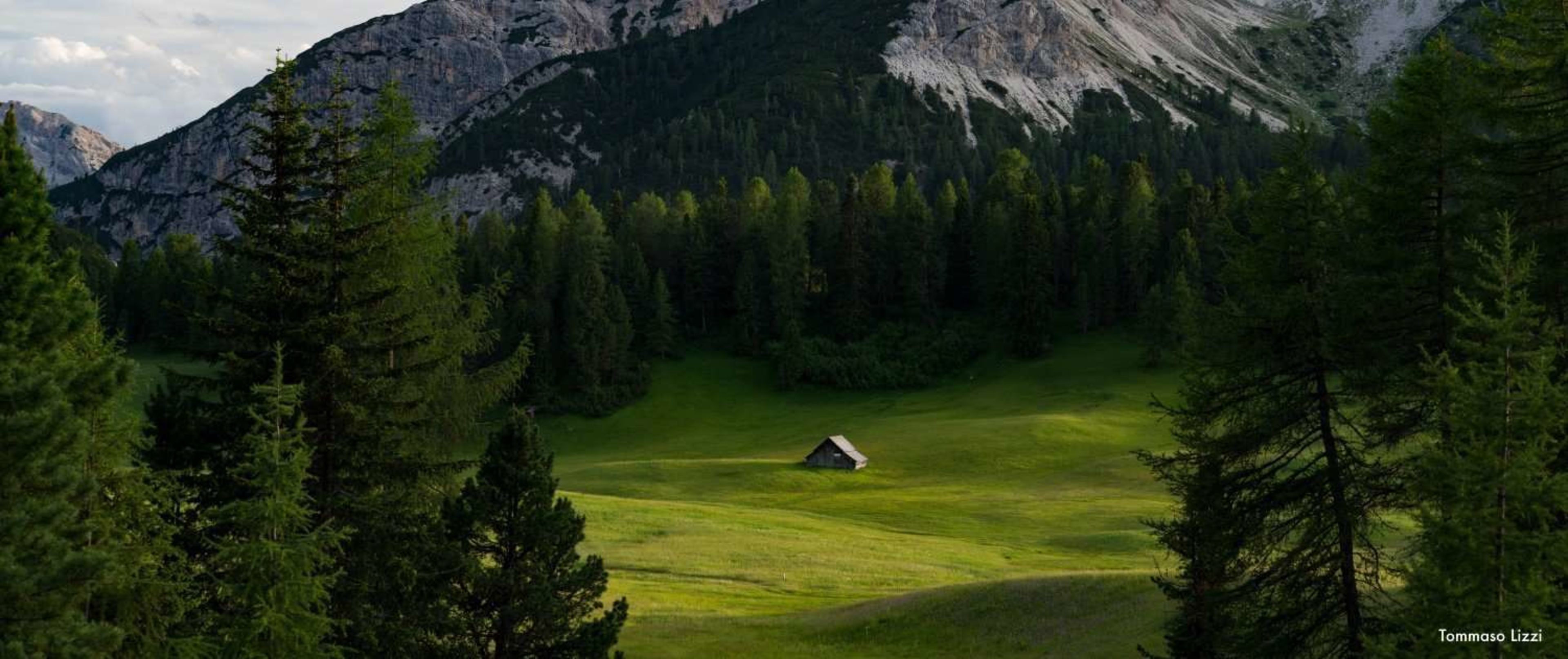 The Call of the Wild – Walking Through Alpine Forests
