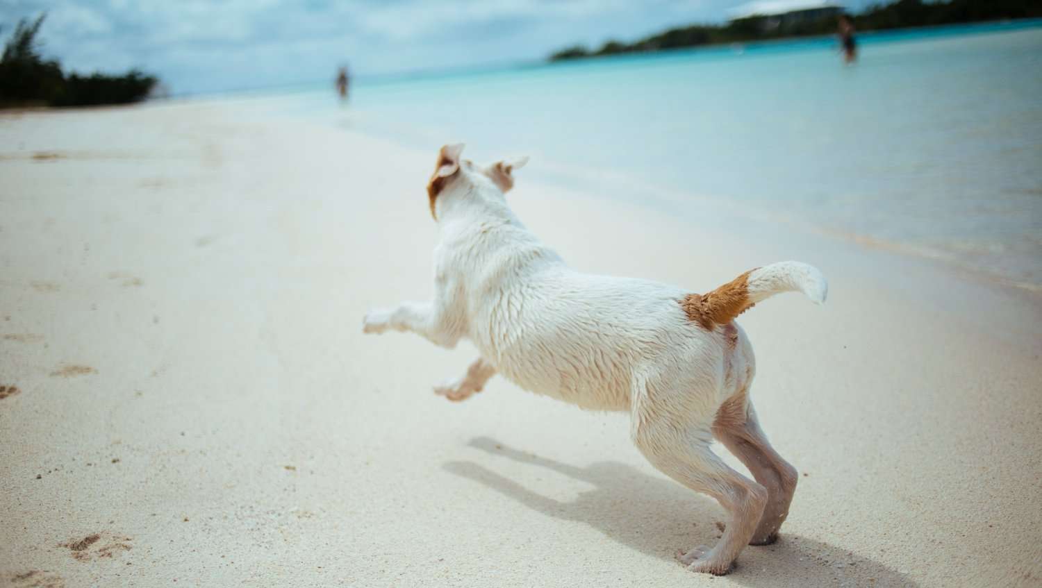 ALLENARE IL CANE A LUNGHI VIAGGI A PIEDI