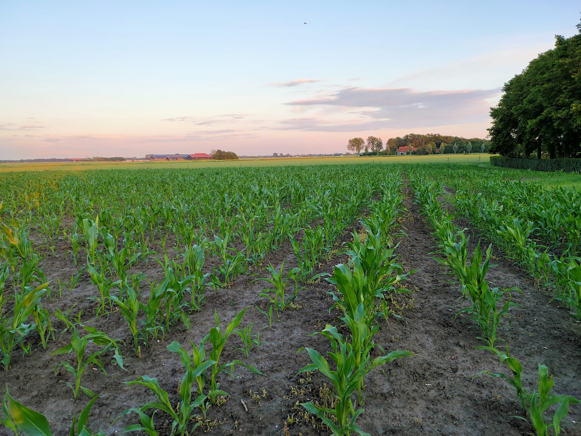 Zicht op Walcheren vanaf Hof Zwagerman