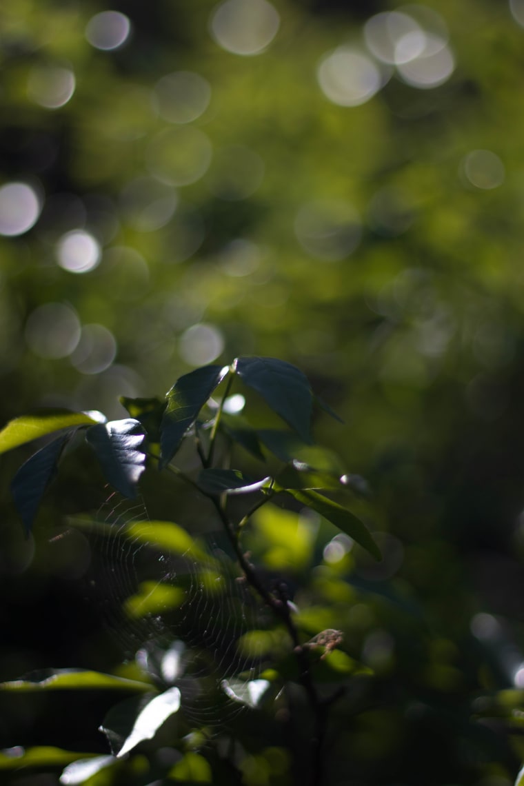 Aromas del monte: 5 plantas nativas que no sabías que eran tan fragantes