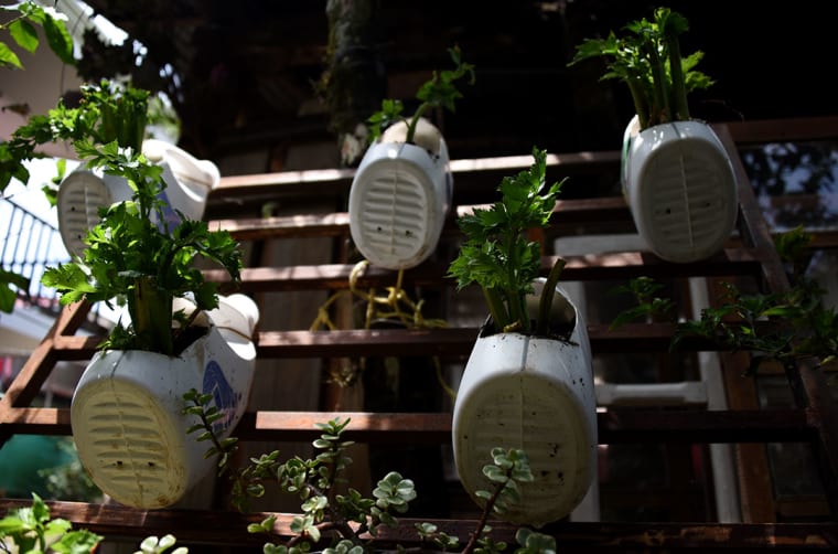 Botánica en casa: ideas para acercarte a la flora uruguaya