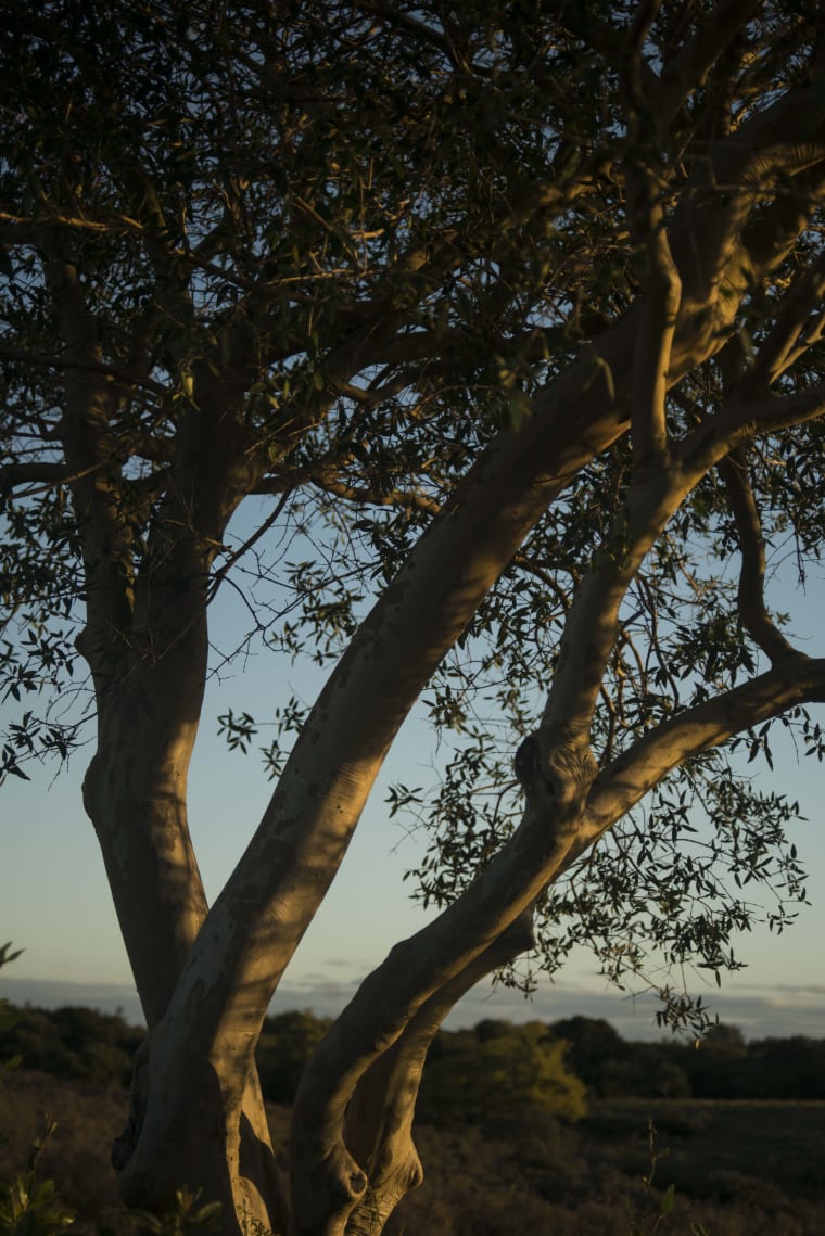 Monte nativo: identidad, cultura y biodiversidad en una copa