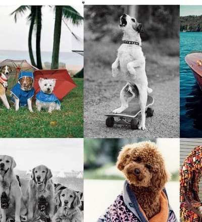 a-dog-is-not-just-for-christmas-21.jpg
