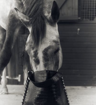 healing-power-of-horses-4.jpg