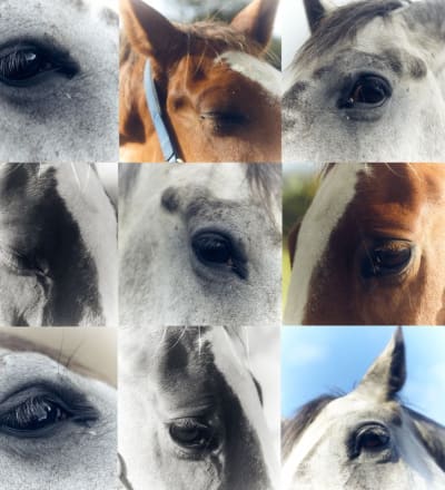 healing-power-of-horses-9.jpg