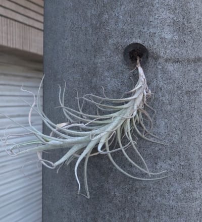 the-outsider-plant-21.jpg