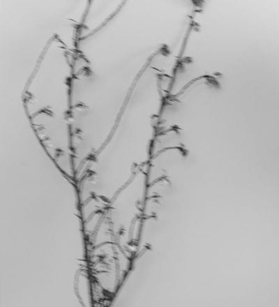 veil-of-tomorrow-7.jpg