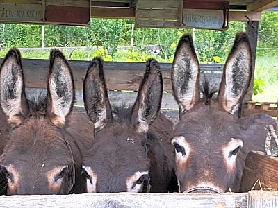 Book Your Donkey Farm Tour