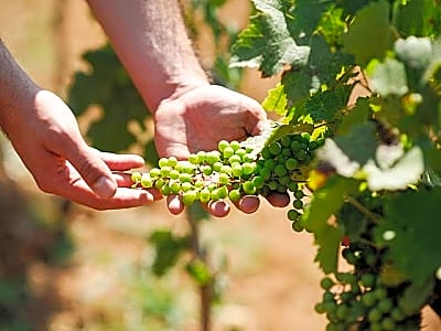 Wine Tasting in Albania – Dedicated Day Tour of Authentic Wines