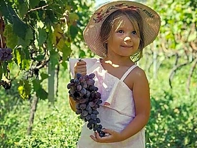 TASTE OF MONTENEGRO - Gastro Private Tour of wine and food