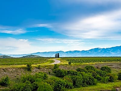 Full Day Private Podgorica Wine Tour Experience