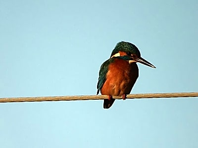 Albania Birdwatching Escape: 2-Day Guided Tour from Tirana