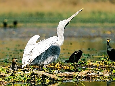Virpazar Private Skadar Lake Birdwatching and Photography Tour