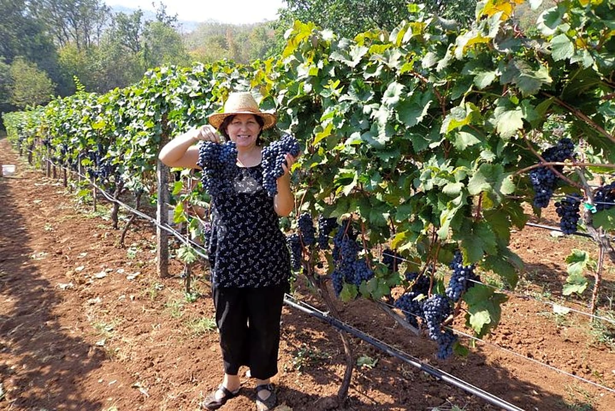 Wine tasting and magical tour from Kotor, Budva, Tivat (Lovcen,Skadar lake) - Image 1