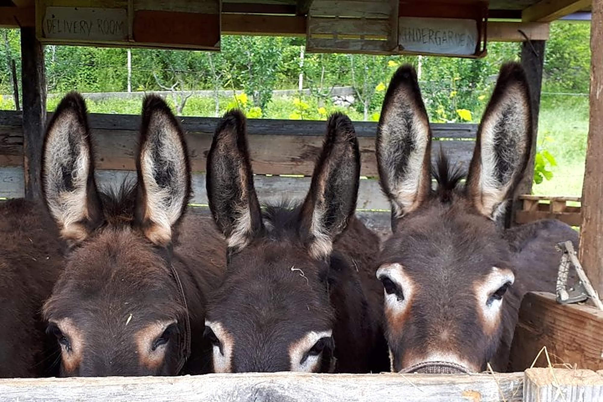 Book Your Donkey Farm Tour - Image 1