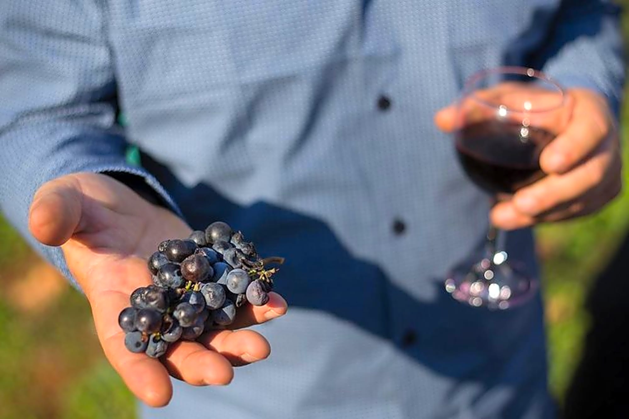 Lake Skadar Winery and Culinary Day Tour inc. wine tasting - Image 1