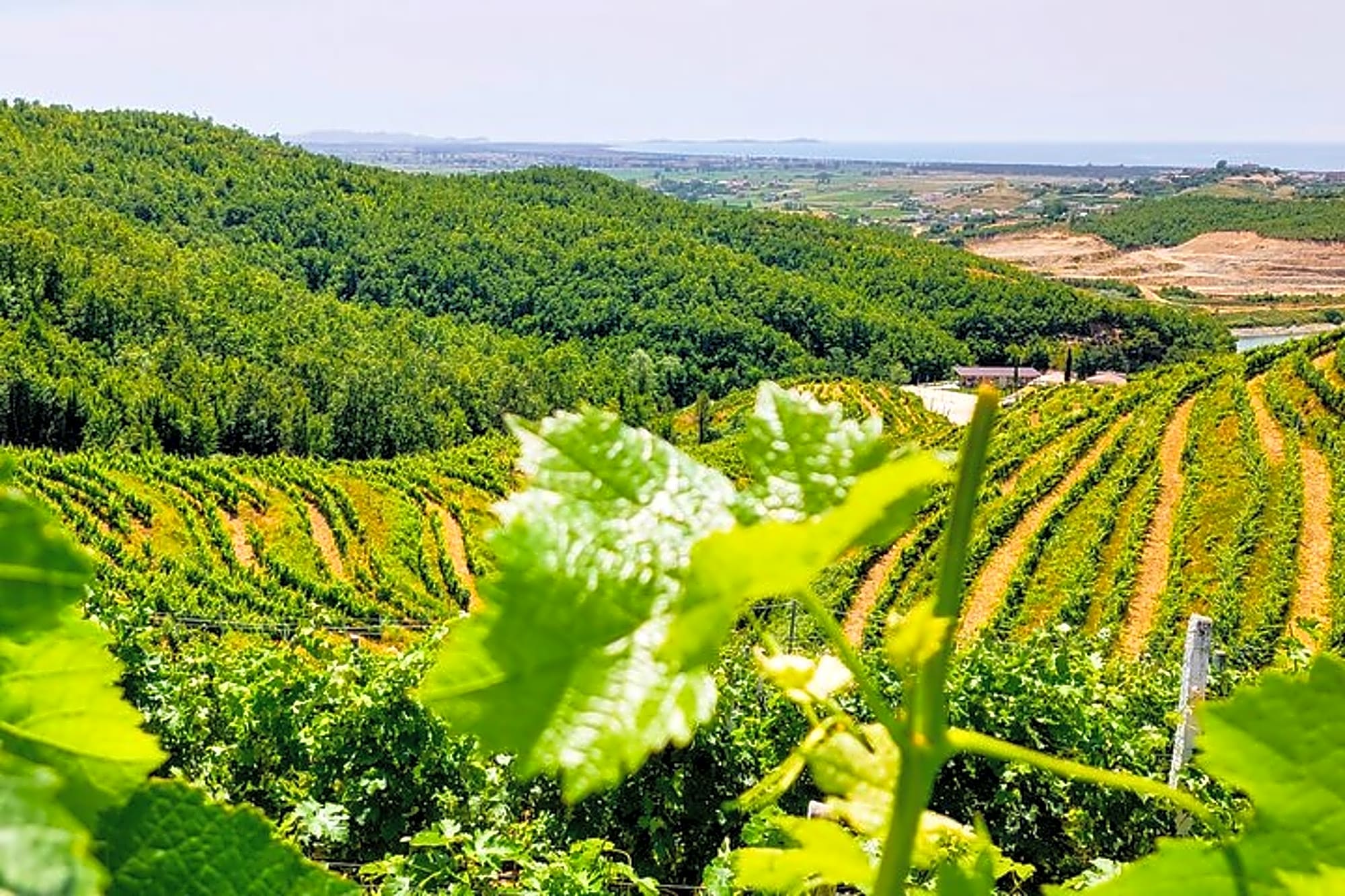 Durres Vineyards,Wine Tasting & Boat Lake Experience - Image 1
