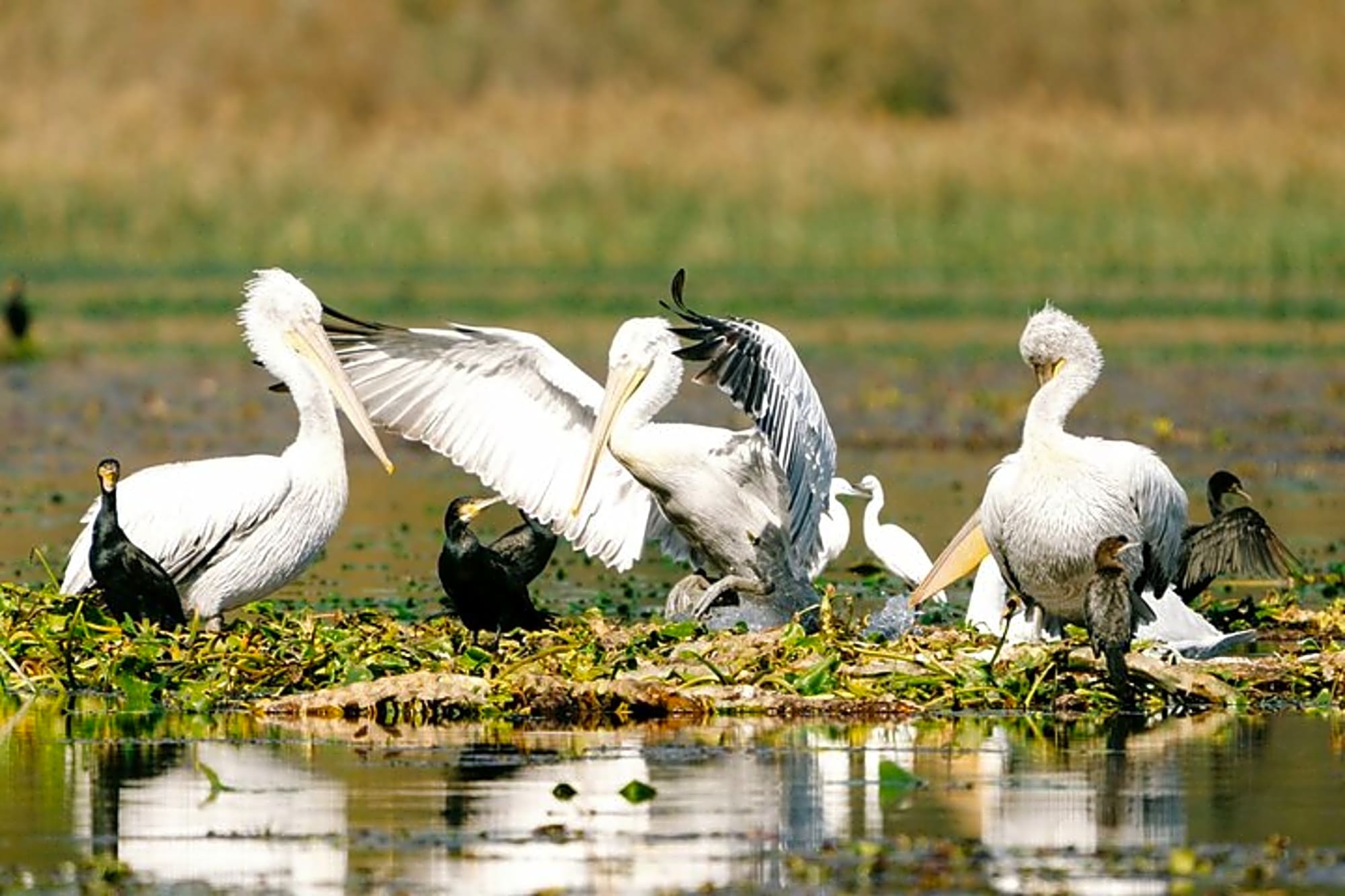 Skadar Lake National Park: Birdwatching & Photography Tour - Image 1