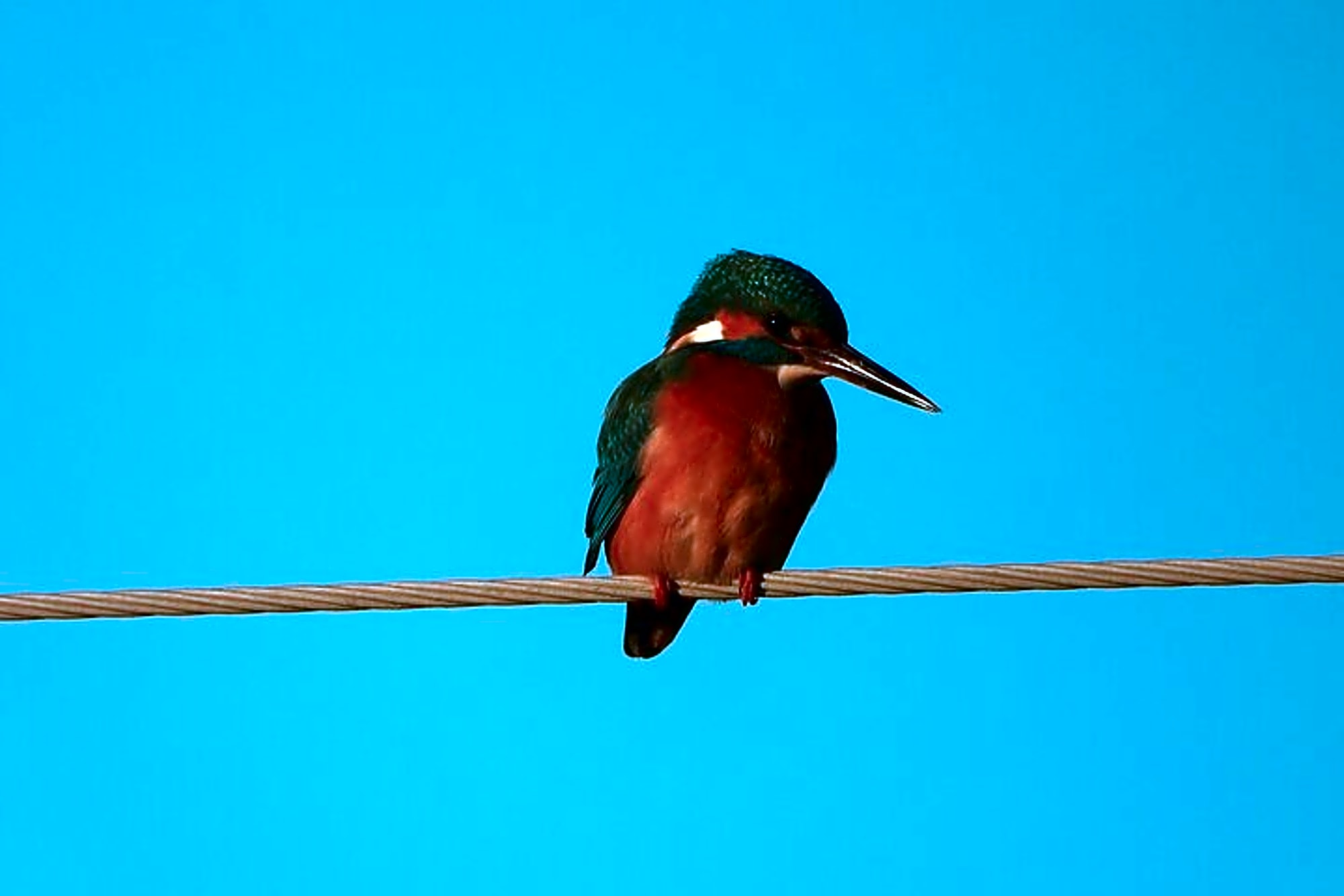 Albania Birdwatching Escape: 2-Day Guided Tour from Tirana - Image 1