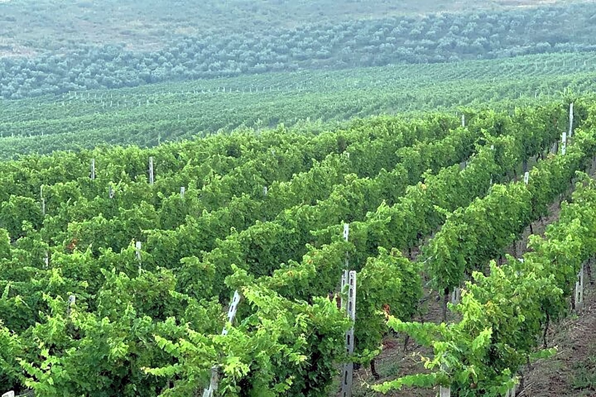 Zvernec Monastery, Apollonia and Wine Tasting From Vlora - Image 1