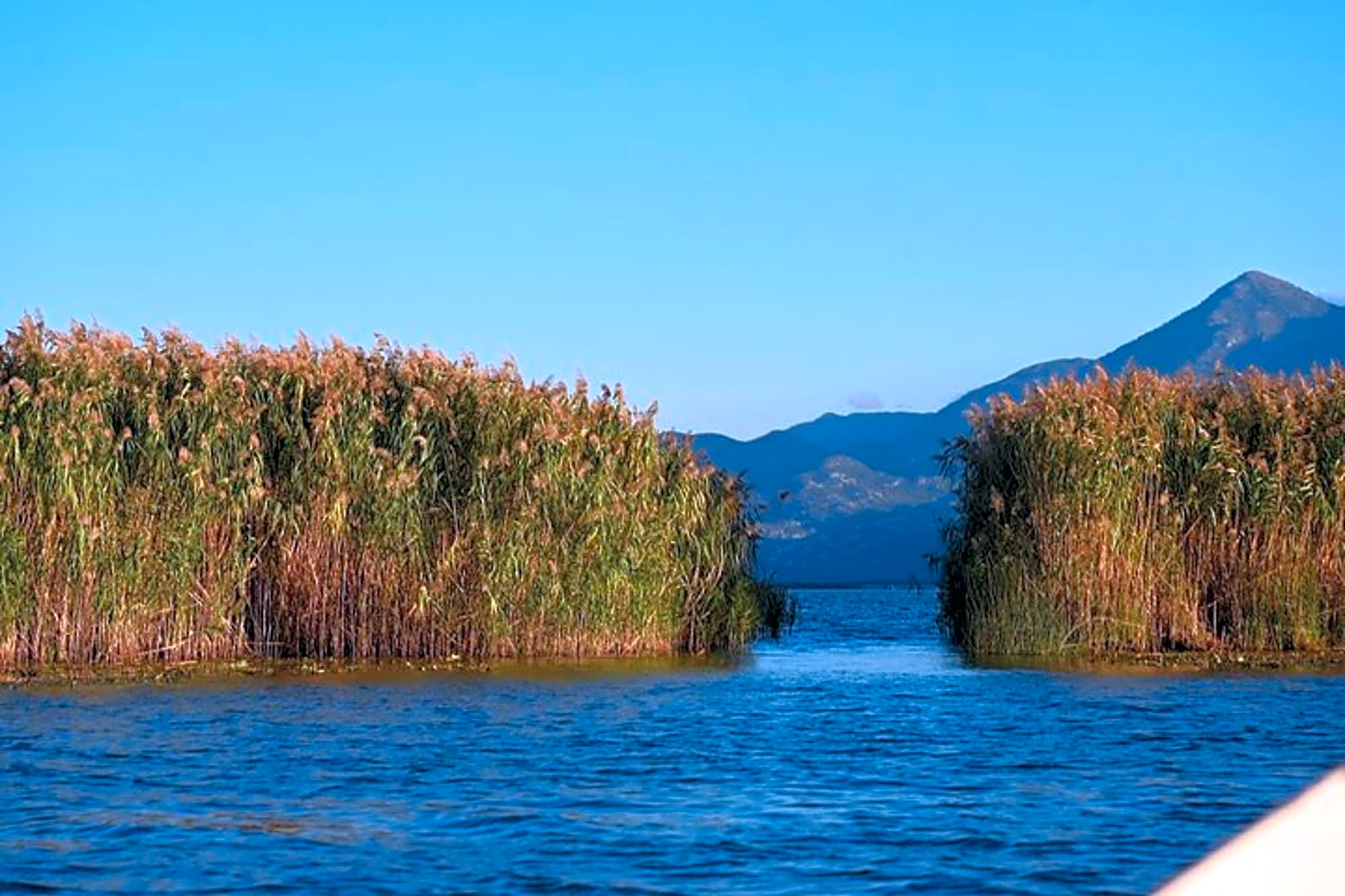 Lake Skadar Hidden Gems Boat Ride to Poseljani and Swimming - Image 1