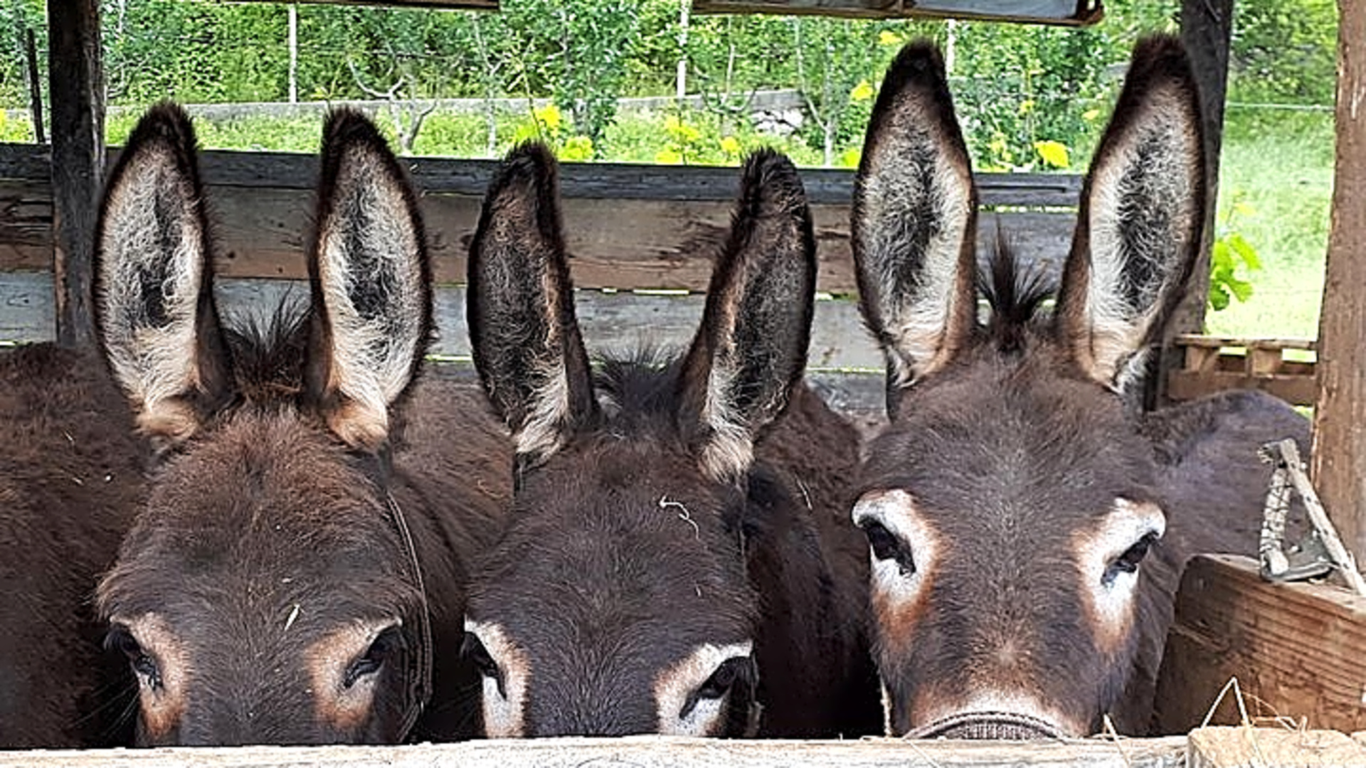 Book Your Donkey Farm Tour - Montenegro