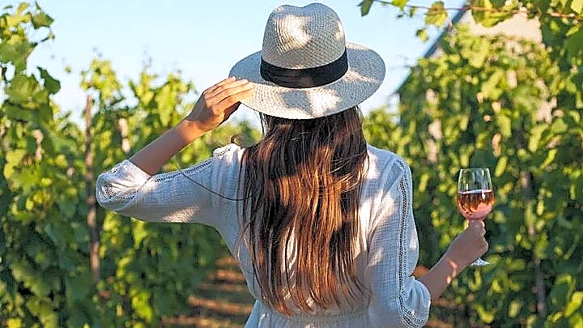 Wine Tasting & Vineyards Escape near Tirana - Albania