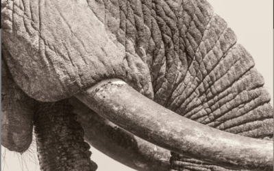 Deep Dive, White Elephant - Still Stills