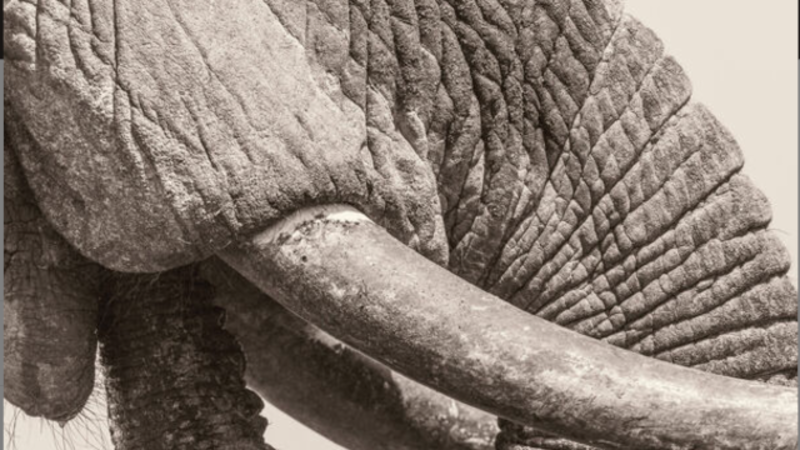 Deep Dive, White Elephant - Still Stills