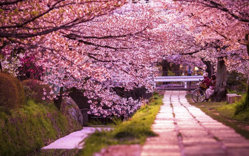 Cherry Blossoms in Japan