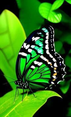 Butterfly DP 39