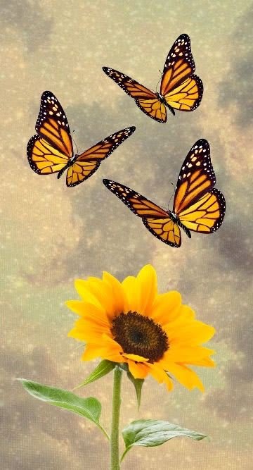 Butterfly DP 22