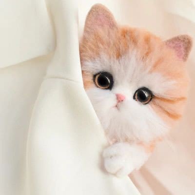 Cat DP 6