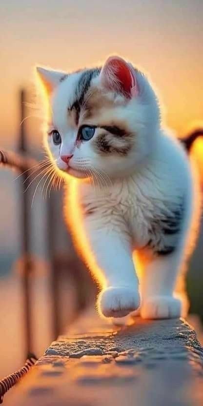Cat DP 50