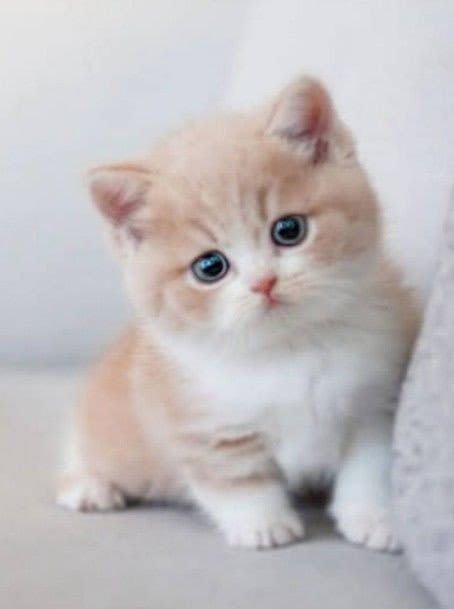 Cat DP 3