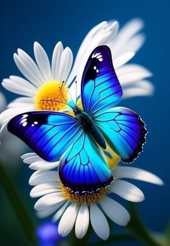 Butterfly DP 30