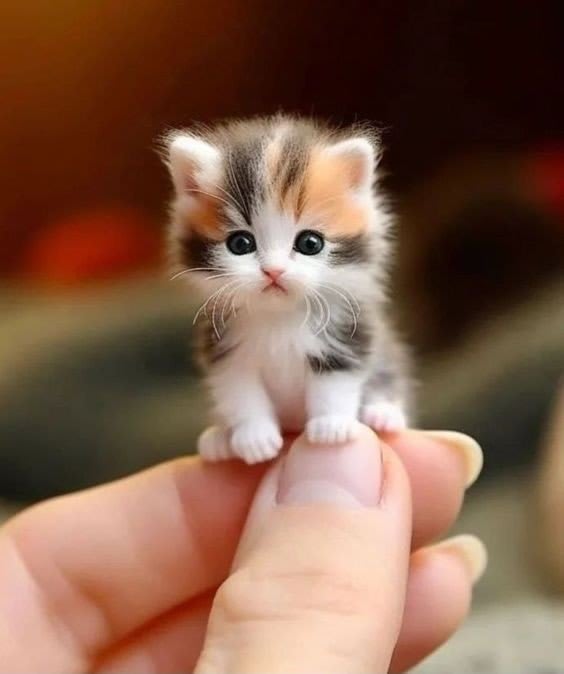 Cat DP 8